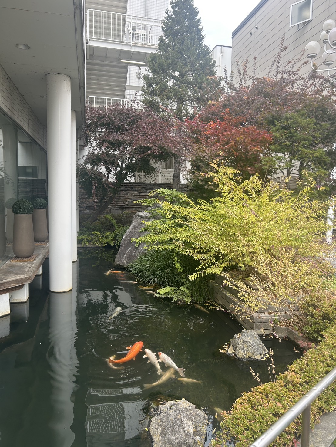 松本こい 松本こい